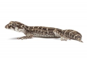 Hemidactylus imbricatus (Teratolepis fasciata), juvénile